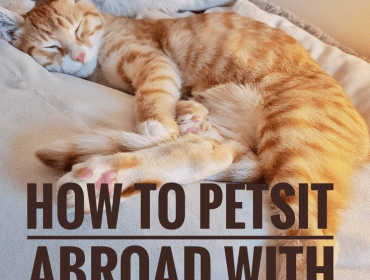 HOW TO SLASH ACCOMMODATION COSTS AND TRAVEL THE WORLD AS A PET SITTER