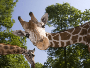 ORLANDO FLORIDA: UNIQUE THINGS YOU MUST DO